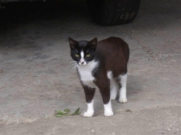 Huskat † Misse mor 2 † billede 2