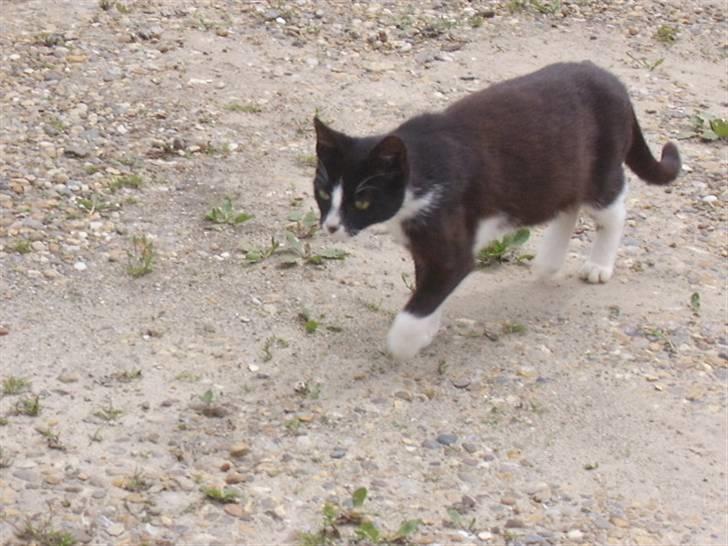 Huskat † Misse mor 2 † billede 3