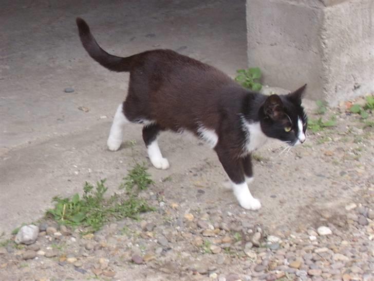 Huskat † Misse mor 2 † billede 4