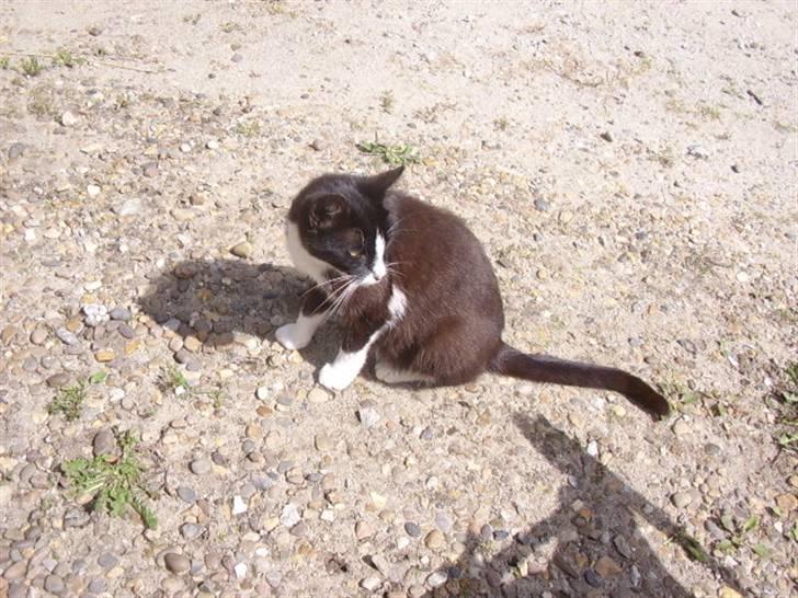 Huskat † Misse mor 2 † billede 5