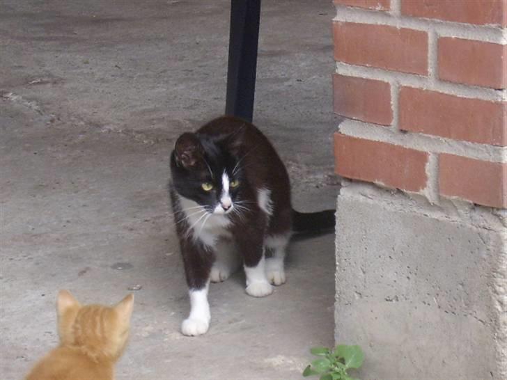 Huskat † Misse mor 2 † billede 6