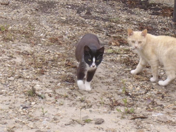 Huskat † Misse mor 2 † billede 7