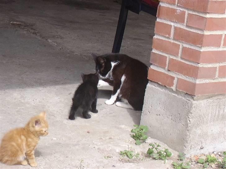 Huskat † Misse mor 2 † billede 8