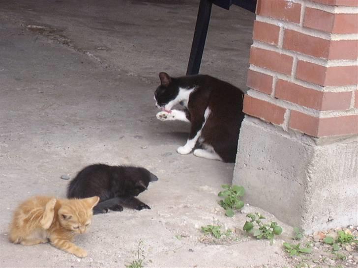 Huskat † Misse mor 2 † billede 9