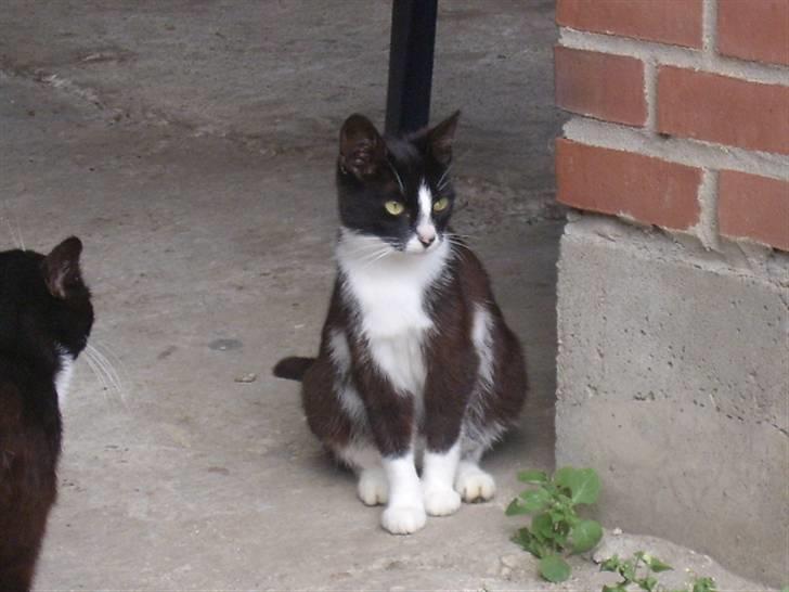 Huskat † Misse mor 2 † billede 10