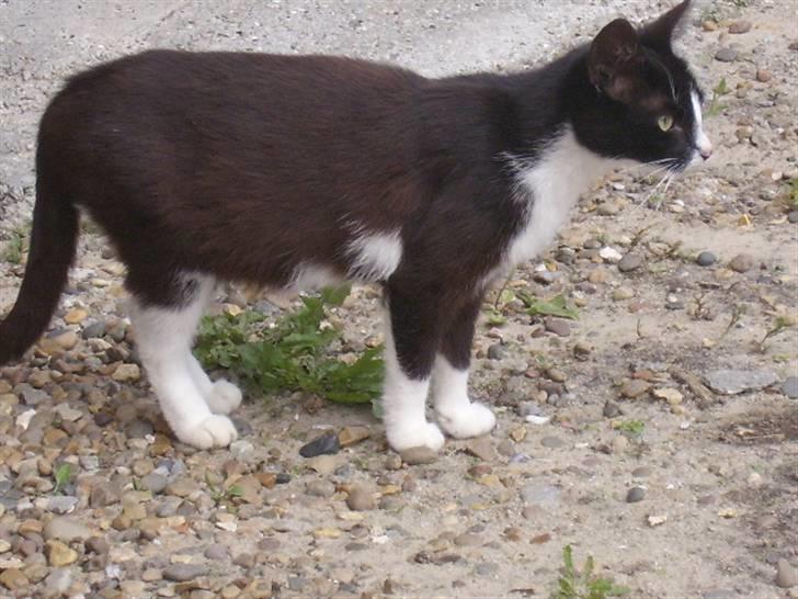 Huskat † Misse mor 2 † billede 11