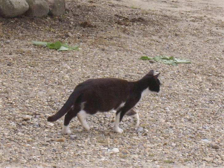 Huskat † Misse mor 2 † billede 12