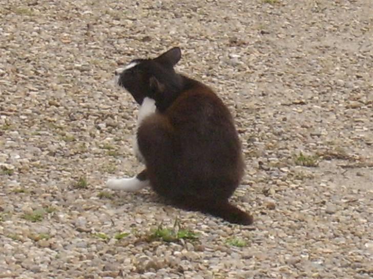 Huskat † Misse mor 2 † billede 13