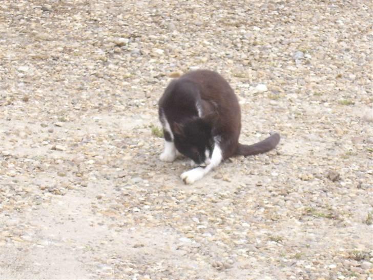 Huskat † Misse mor 2 † billede 14