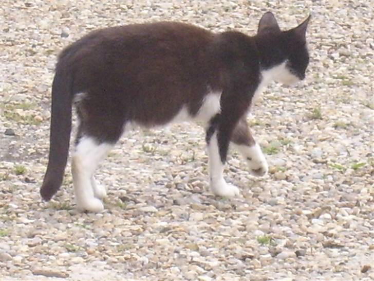 Huskat † Misse mor 2 † billede 15