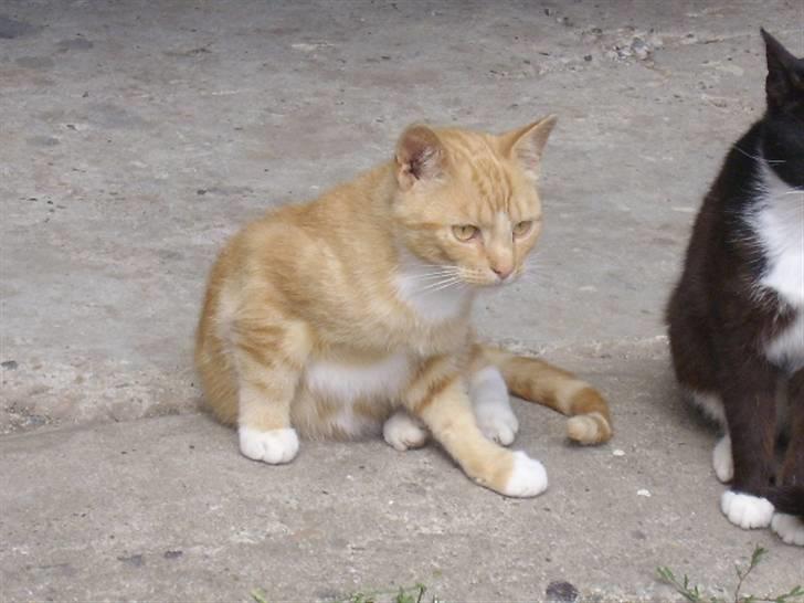 Huskat Bad man billede 1