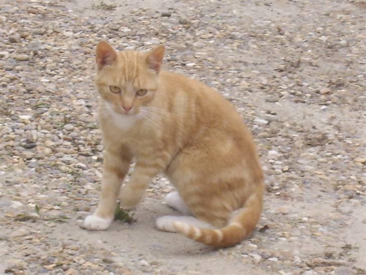 Huskat Bad man billede 2