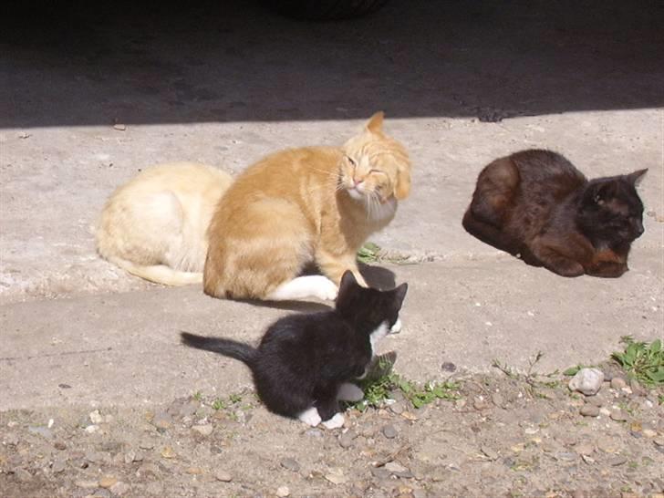 Huskat Bad man billede 3