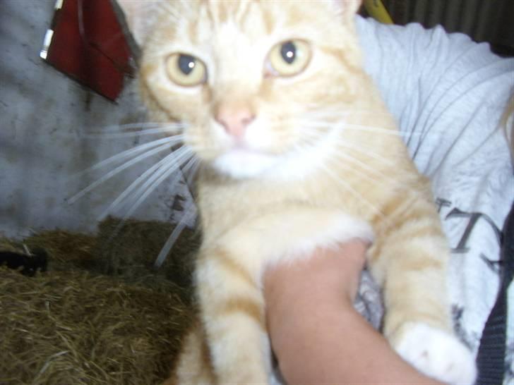 Huskat Bad man billede 4