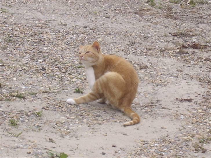 Huskat Bad man billede 5