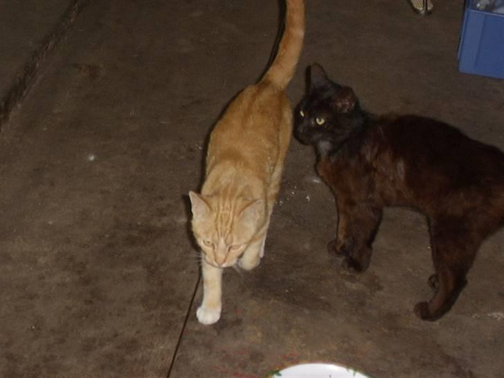 Huskat Bad man billede 6