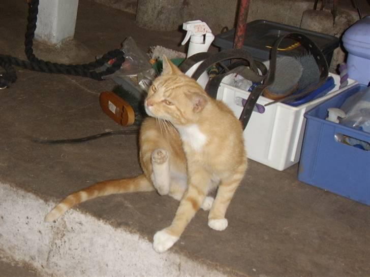 Huskat Bad man billede 7