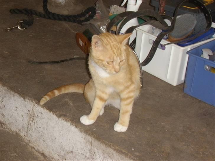 Huskat Bad man billede 8