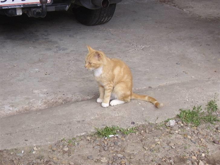 Huskat Bad man billede 9