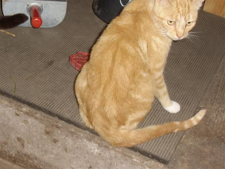 Huskat Bad man billede 10