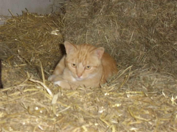 Huskat Bad man billede 11