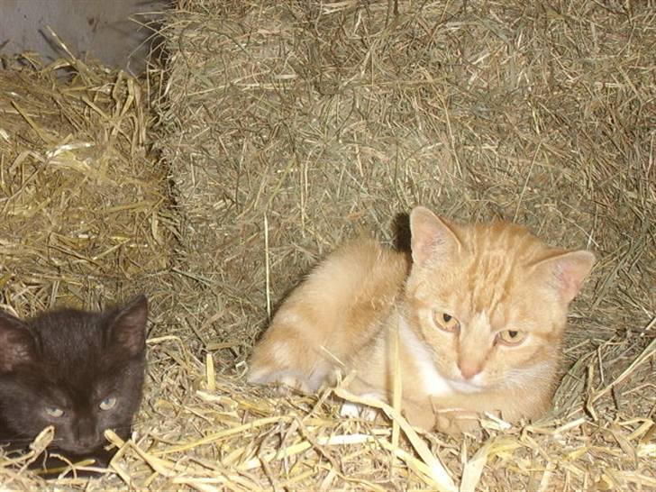 Huskat Bad man billede 12