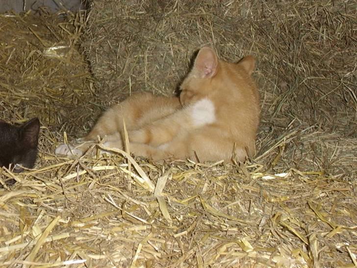 Huskat Bad man billede 13