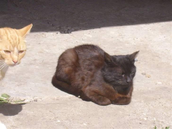 Huskat bad boy billede 1