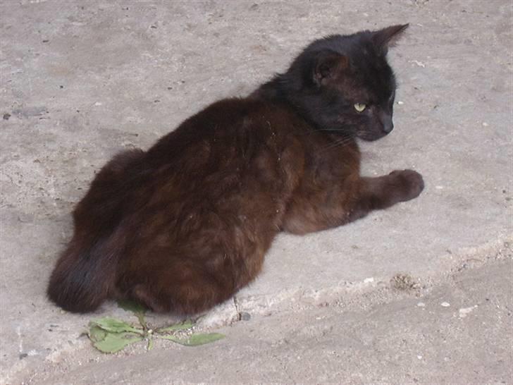 Huskat bad boy billede 2