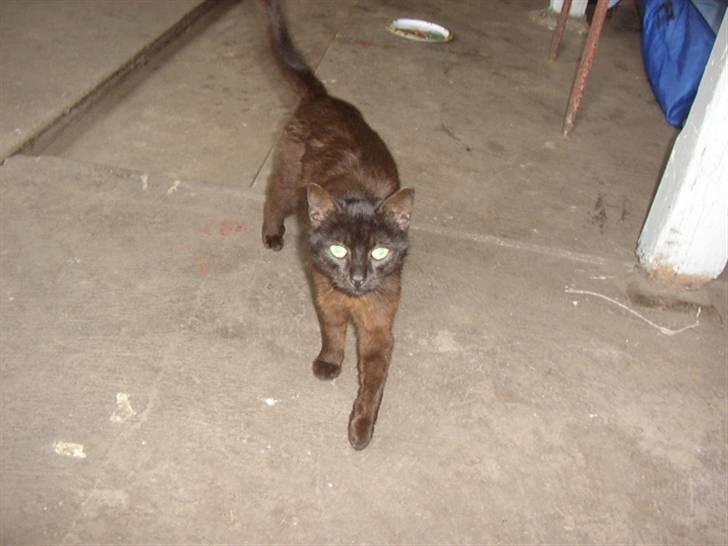 Huskat bad boy billede 3