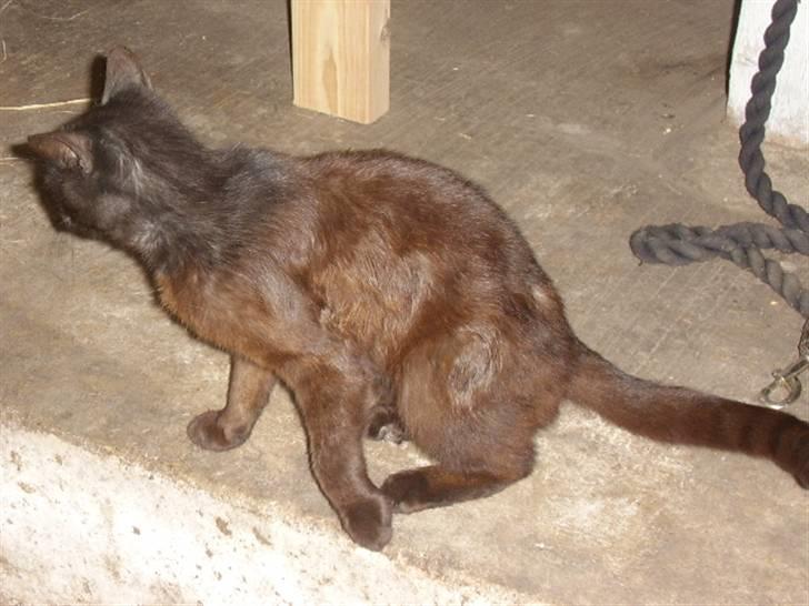 Huskat bad boy billede 4