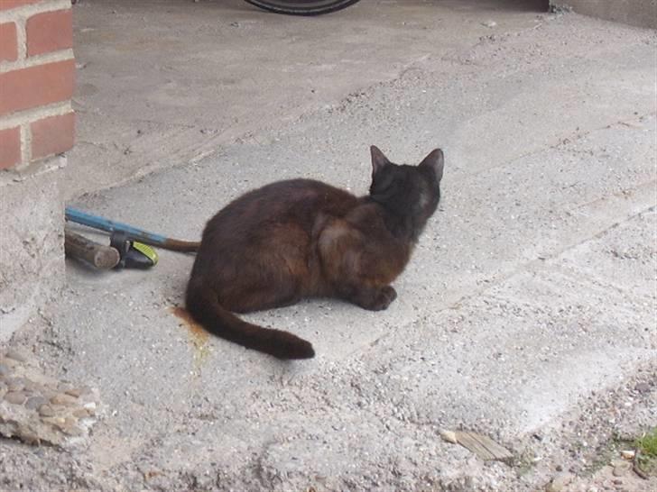 Huskat bad boy billede 5