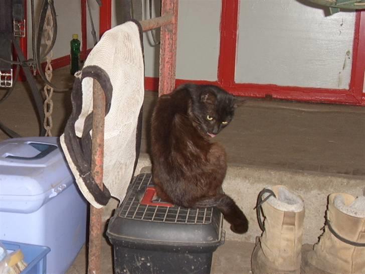 Huskat bad boy billede 6