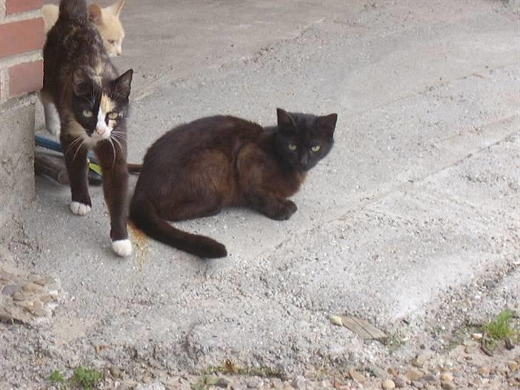 Huskat bad boy billede 7