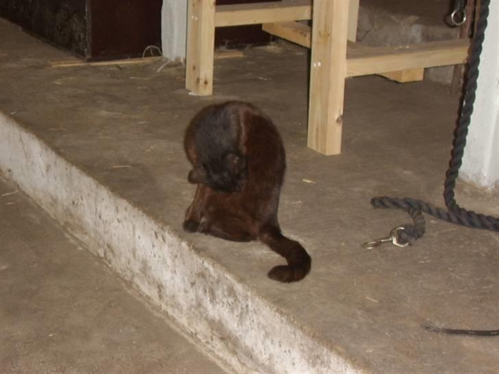 Huskat bad boy billede 8