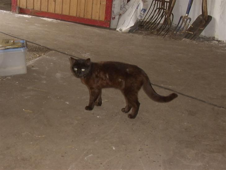 Huskat bad boy billede 9