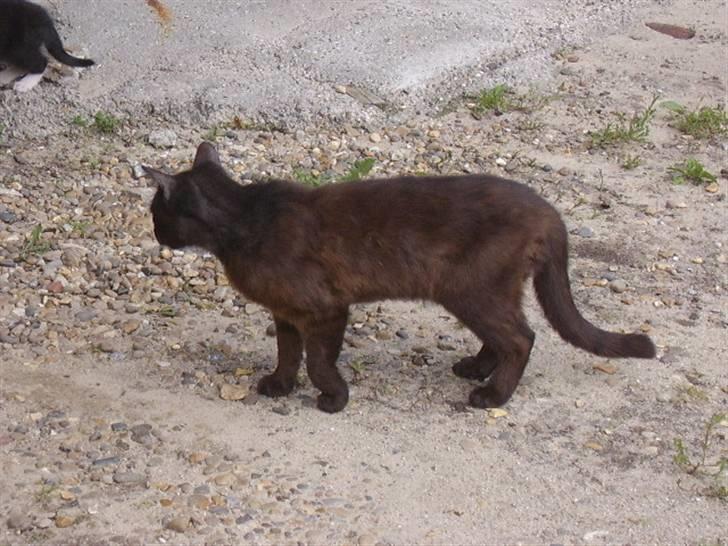 Huskat bad boy billede 10