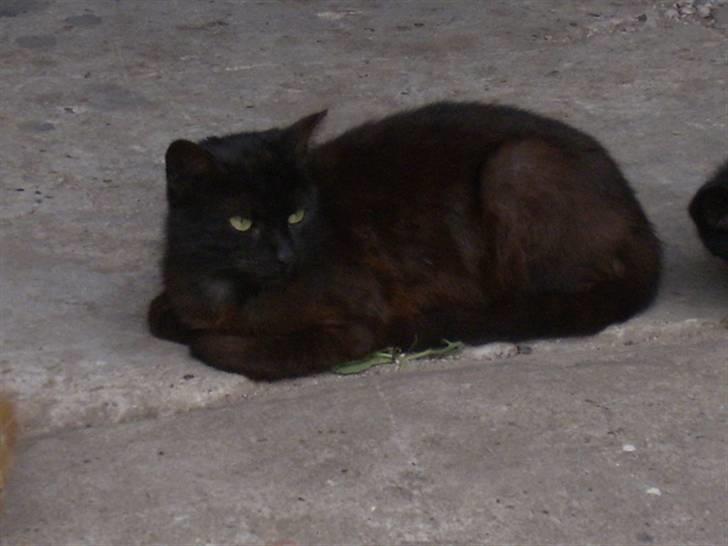 Huskat bad boy billede 11