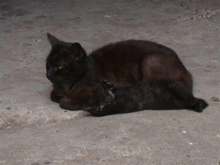 Huskat bad boy billede 12