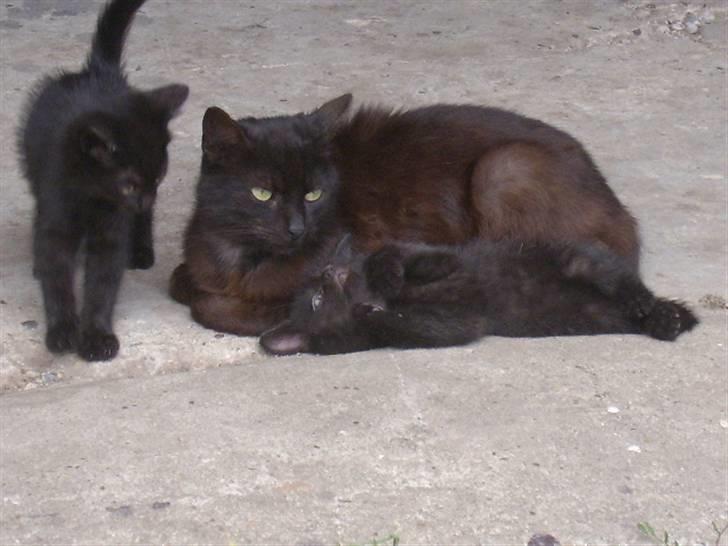 Huskat bad boy billede 13