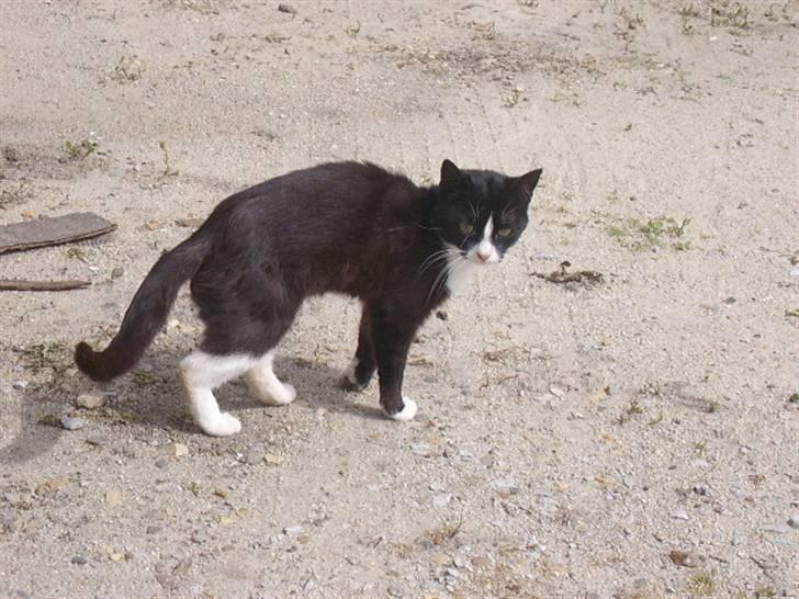 Huskat spooky billede 1