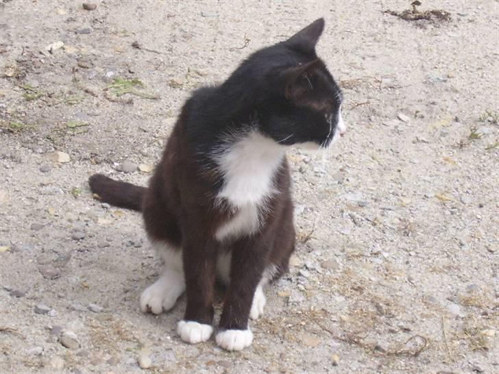 Huskat spooky billede 2