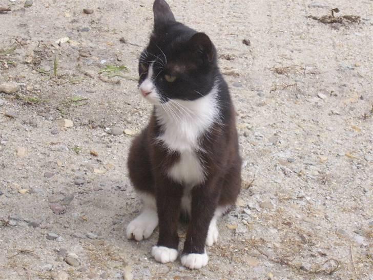 Huskat spooky billede 3