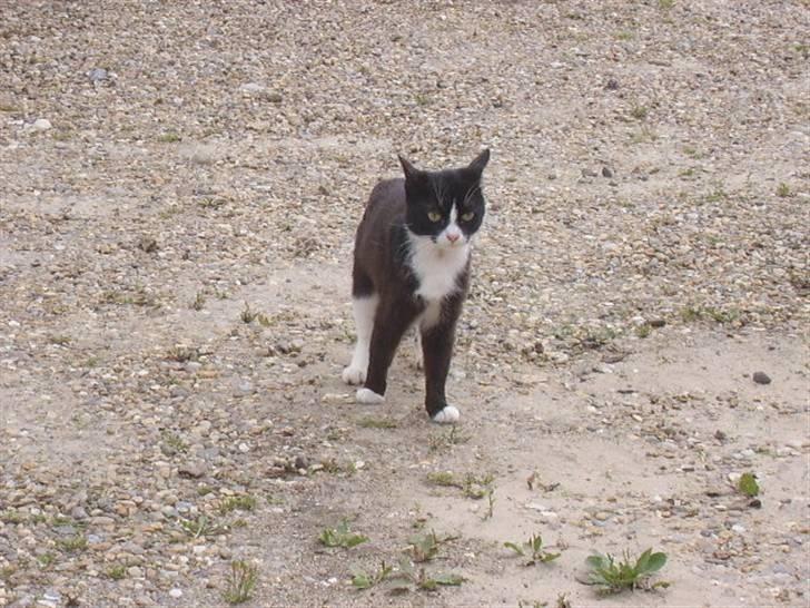 Huskat spooky billede 4