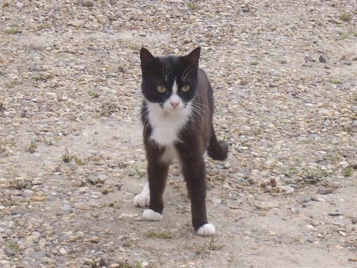 Huskat spooky billede 5