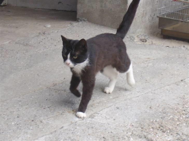 Huskat spooky billede 6