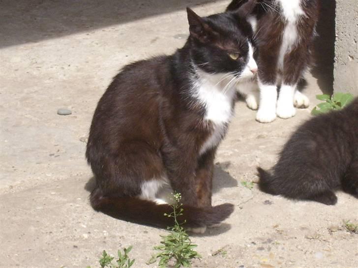 Huskat spooky billede 7