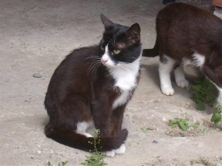 Huskat spooky billede 8