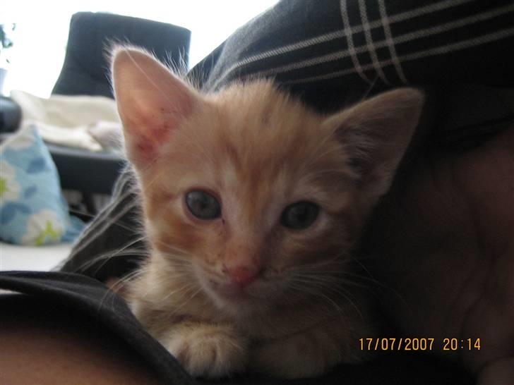 Blanding af racer KALLE - HEJ HEJ ER JEG IKK BARE SKØN?? billede 1