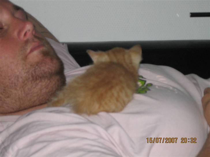 Blanding af racer KALLE - JEG FYLDER IKK MEGET NÅR JEG LIGGER VED FAR :o) billede 2